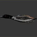 Flying Duck With Spread Wings And Brown Black Striped Feathers On Gray Background