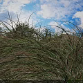 Tall Green Grasses Swaying Under Blue Sky With White Clouds And Pine Trees