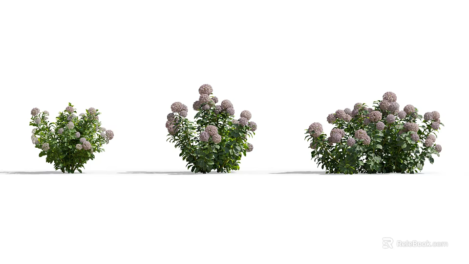 Beautiful Blooming Shrubs With Purple Flowers And Green Leaves For Garden Landscaping 3d model 