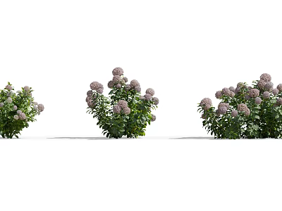 Beautiful Blooming Shrubs With Purple Flowers And Green Leaves For Garden Landscaping 3d model
