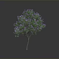 Beautiful Tree With Green Leaves And Purple Flowers In Natural Environment