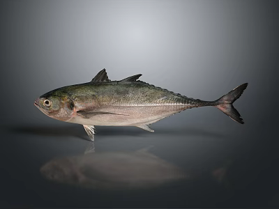 Whole Fresh Fish With Glossy Skin On Gray Reflective Surface And Natural Light 3d model