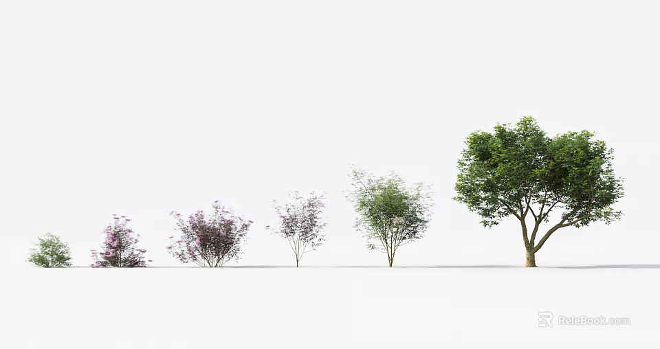 Various Arbor Trees with Different Foliage Sizes and Flowering Features 3d model