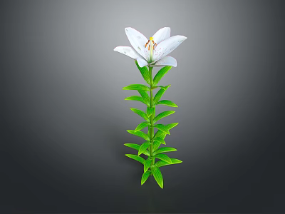 White Lily Flower With Green Stem And Leaves On Grey Background 3d model