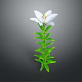 White Lily Flower With Green Stem And Leaves On Grey Background