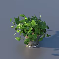 Lush Green Leaves Potted Plant With Trailing Vines In Dark Textured Pot For Decor