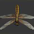 Yellow And Black Dragonfly With Transparent Wings On Dark Background 3d model