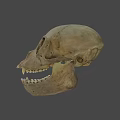 Human Skull Frontal View With Anatomical Bone Details And Visible Teeth 3d model