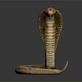 Realistic Brown Cobra With Hooded Neck Flicking Red Tongue On Dark Background