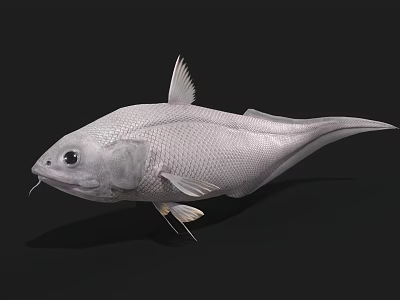 Silver Aquatic Fish With Streamlined Body Prominent Fins And Large Eyes 3d model