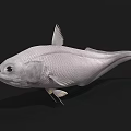 Silver Aquatic Fish With Streamlined Body Prominent Fins And Large Eyes