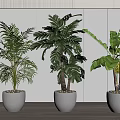 Three Lush Potted Plants in White Pots for Modern Interior Design