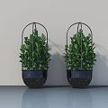Two Green Potted Plants in Black Spotted Pots With Metal Frames Against Light Gray Wall