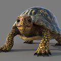 Reptile Turtle With Colorful Shell And Yellow Black Patterned Limbs On Gray Background 3d model