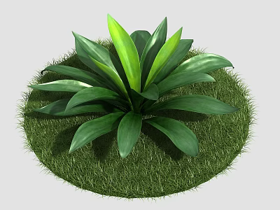 Green Plant With Broad Lush Leaves Growing On Fresh Green Grass 3d model