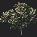 Blooming Azalea Tree With Vibrant Pink Flowers And Lush Green Leaves