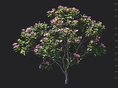 Blooming Azalea Tree With Vibrant Pink Flowers And Lush Green Leaves 3d model