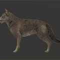 Two Wolves Standing With Light Brown And Dark Gray Fur On White Background 3d model