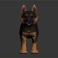 Black and Tan German Shepherd Puppy Standing on Dark Shiny Floor with Friendly Expression
