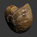 Nautilus Spiral Shell With Orange And White Texture On Dark Background