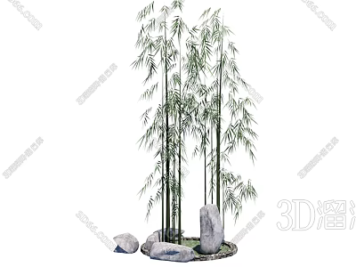 Tall Clump Of Bamboo Plants With Green Foliage And Stones On Mossy Ground 3d model
