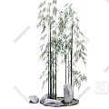 Tall Clump Of Bamboo Plants With Green Foliage And Stones On Mossy Ground