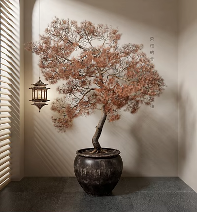 Chinese Bonsai Pine Tree in Black Clay Pot with Hanging Lantern and Light Wall Shadow 3d model