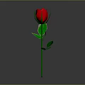 Red Rose Plant With Green Stem Fresh Leaves On Gray Background