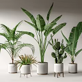 Green Potted Plants With Palm Banana Leaf Cactus In White Striped Pots And Stands