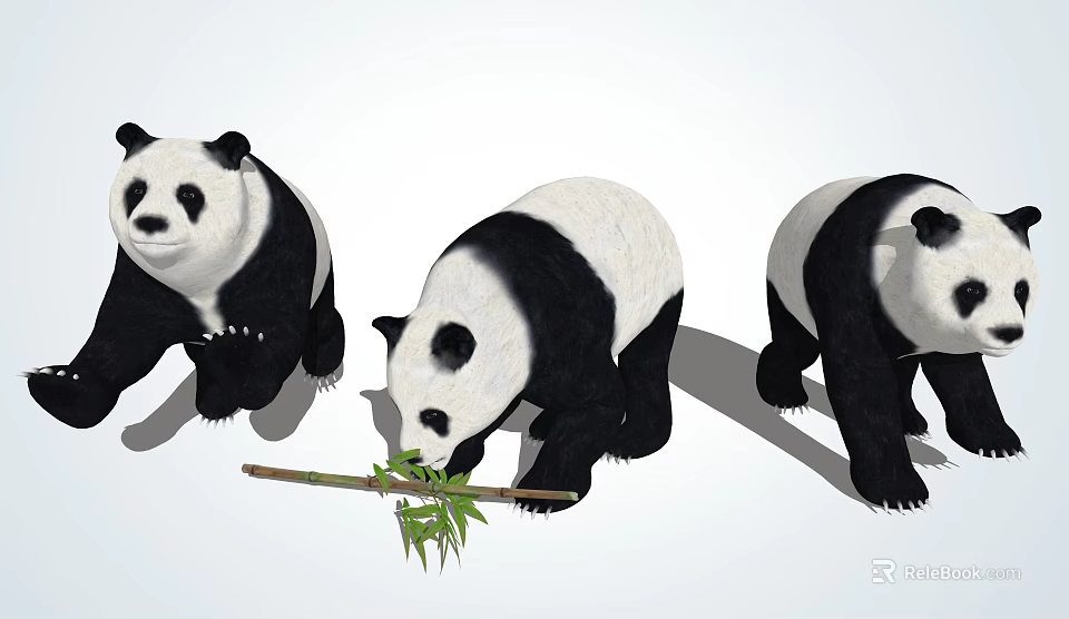 Three Adorable Giant Pandas with One Eating Bamboo and Others Standing 3d model 