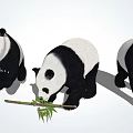 Three Adorable Giant Pandas with One Eating Bamboo and Others Standing