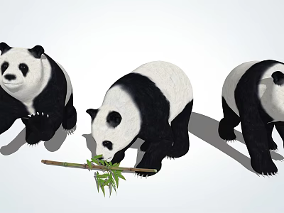 Three Adorable Giant Pandas with One Eating Bamboo and Others Standing 3d model