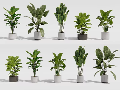 Various Green Leafy Bonsai Potted Plants In Ceramic Pots For Home Interior Decor 3d model