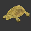 Reddish Brown Turtle With Shiny Carapace And Detailed Limbs On Dark Background