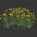 Lush Green Leaf Plant With Bright Yellow Flowers In Full Bloom