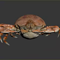 Red Spotted Crab With Vibrant Claws Close Up On Dark Isolated Background 3d model