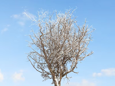 Barren Tree with Thin Branches Against Blue Sky and White Clouds 3d model
