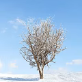 Barren Tree with Thin Branches Against Blue Sky and White Clouds 3d model