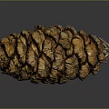 Natural Brown Pine Cone With Detailed Spiral Scales On Dark Background