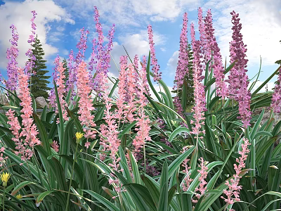 Pink and Purple Flowers With Tall Stems Green Leaves Blue Sky and White Clouds 3d model