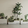 Decorative Shrub Arrangement With Palm Trees And Cacti In White Planters