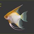 Orange and white angelfish with long fins swimming in dark background with reflection