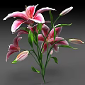 Pink and White Lilies with Blooming Flowers Flower Buds and Green Leaves