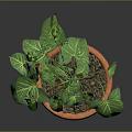 Green Leafy Plant with Yellow Veins Growing in Orange Terracotta Pot