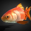 Vibrant Orange And White Goldfish With Bright Fins And Flowing Tail On Black Background