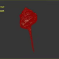 Conch Shell With Red And White Patterns And Long Pointed Tail Isolated On Dark Background