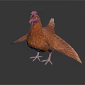 Brown Chicken With Red Comb And Spread Wings Standing On White Background