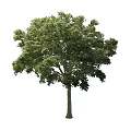 Road Greening Tree 3d model
