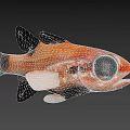 Vibrant Orange Aquatic Fish With Large Black Eyes Black Spots White Fins And Tail 3d model