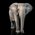 Gray Elephant With Large Ears And Long Trunk Standing On Black Background
